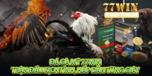 Đá Gà Mỹ 77Win Trận Đấu Kịch Tính, Hấp Dẫn Từng Giây